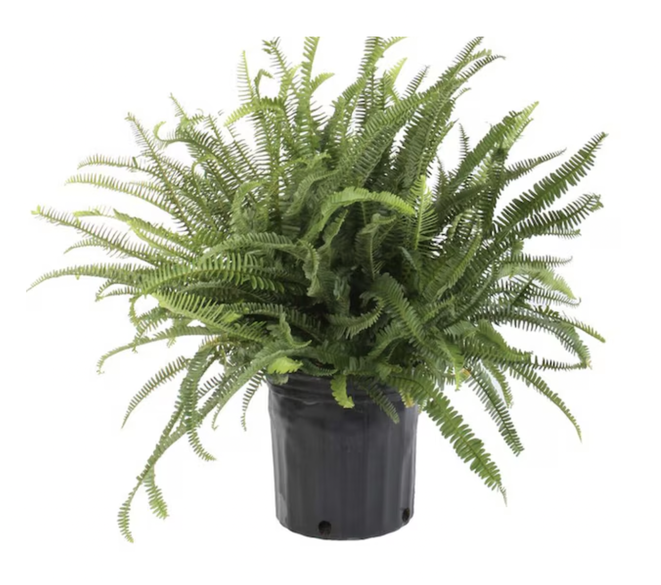 Costa Farms Kimberly Queen Fern House plant