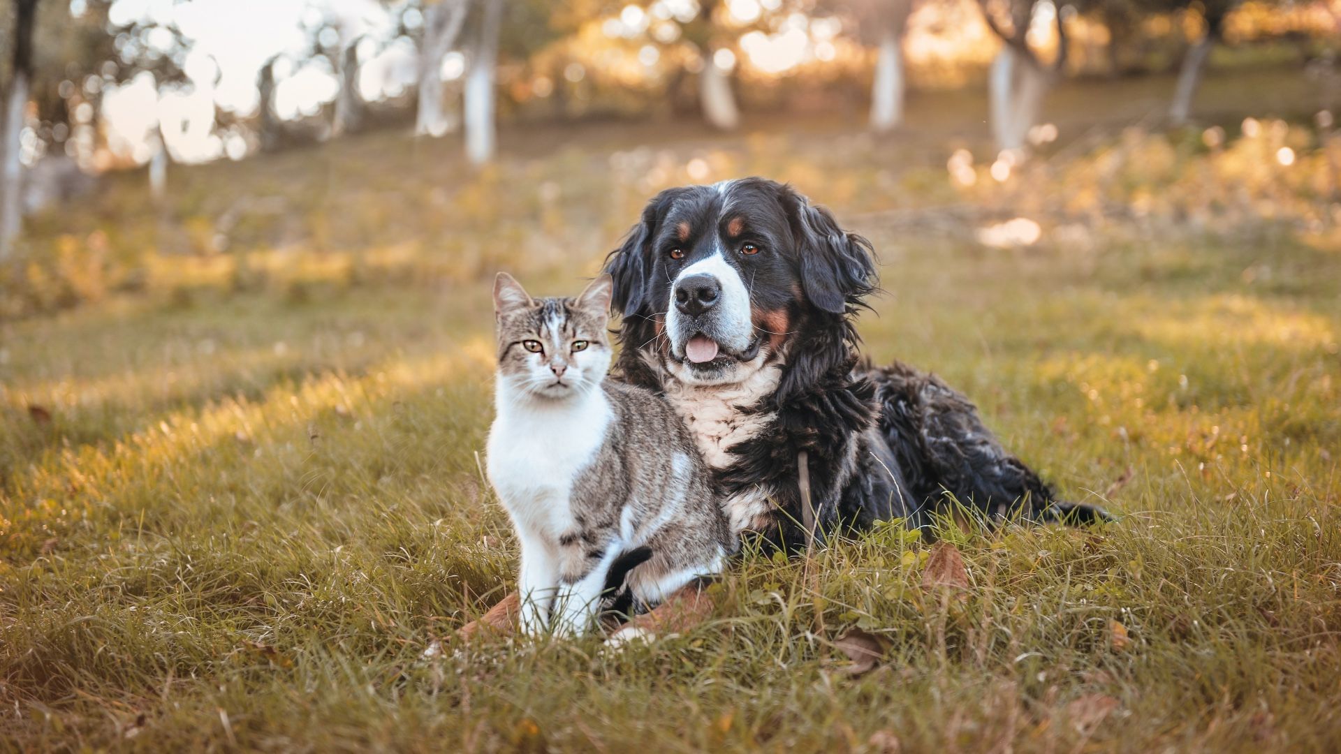 Three expert tips to help your dog and cat live together in harmony
