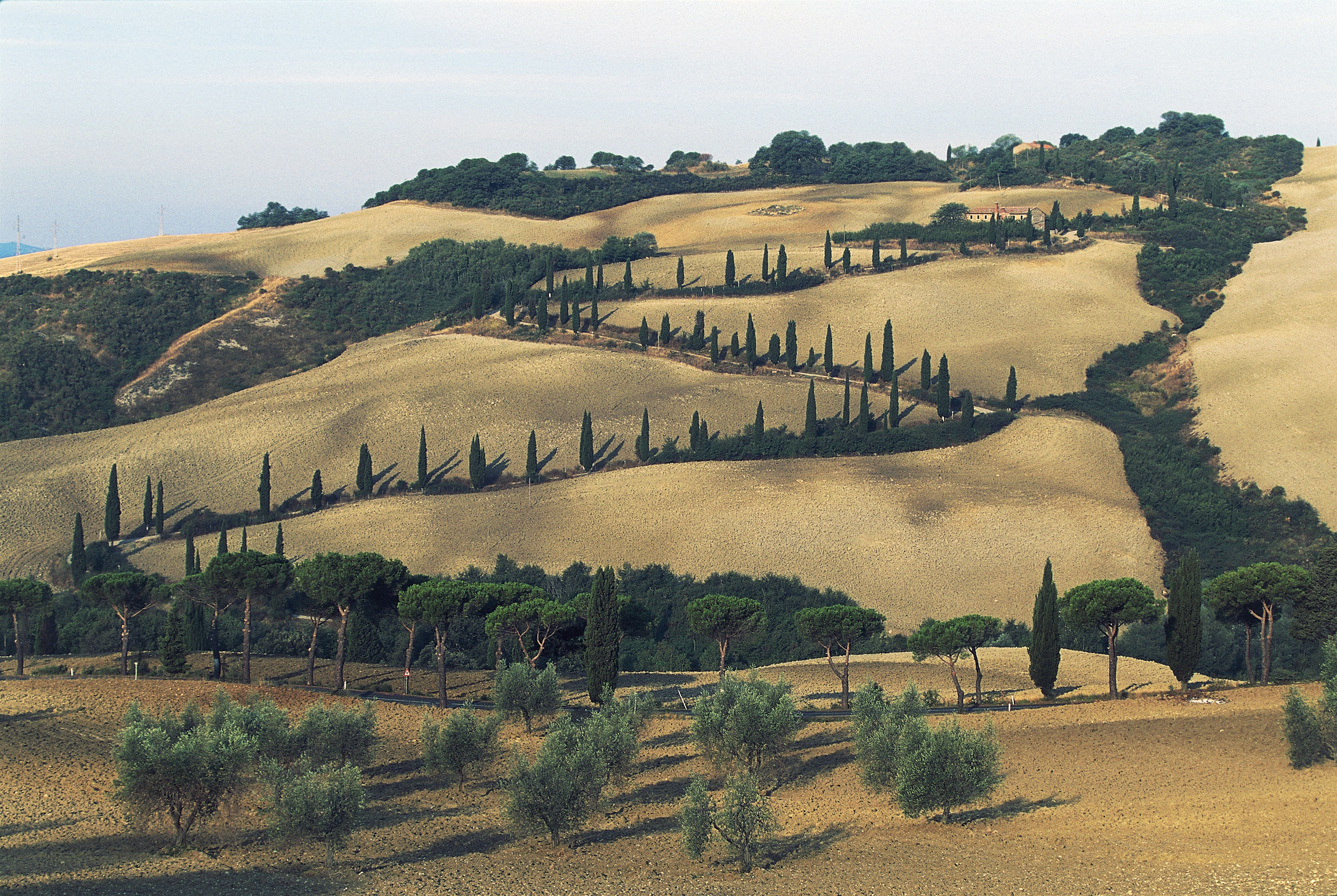 Road flanked by cypresses near La Foce, Val d'Orcia