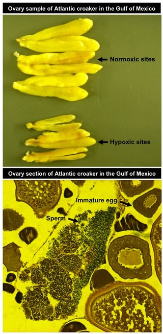 Extensive reproductive disruption, ovarian masculinization, and aromatase suppression in Atlantic croaker in the northern Gulf of Mexico hypoxic zone.