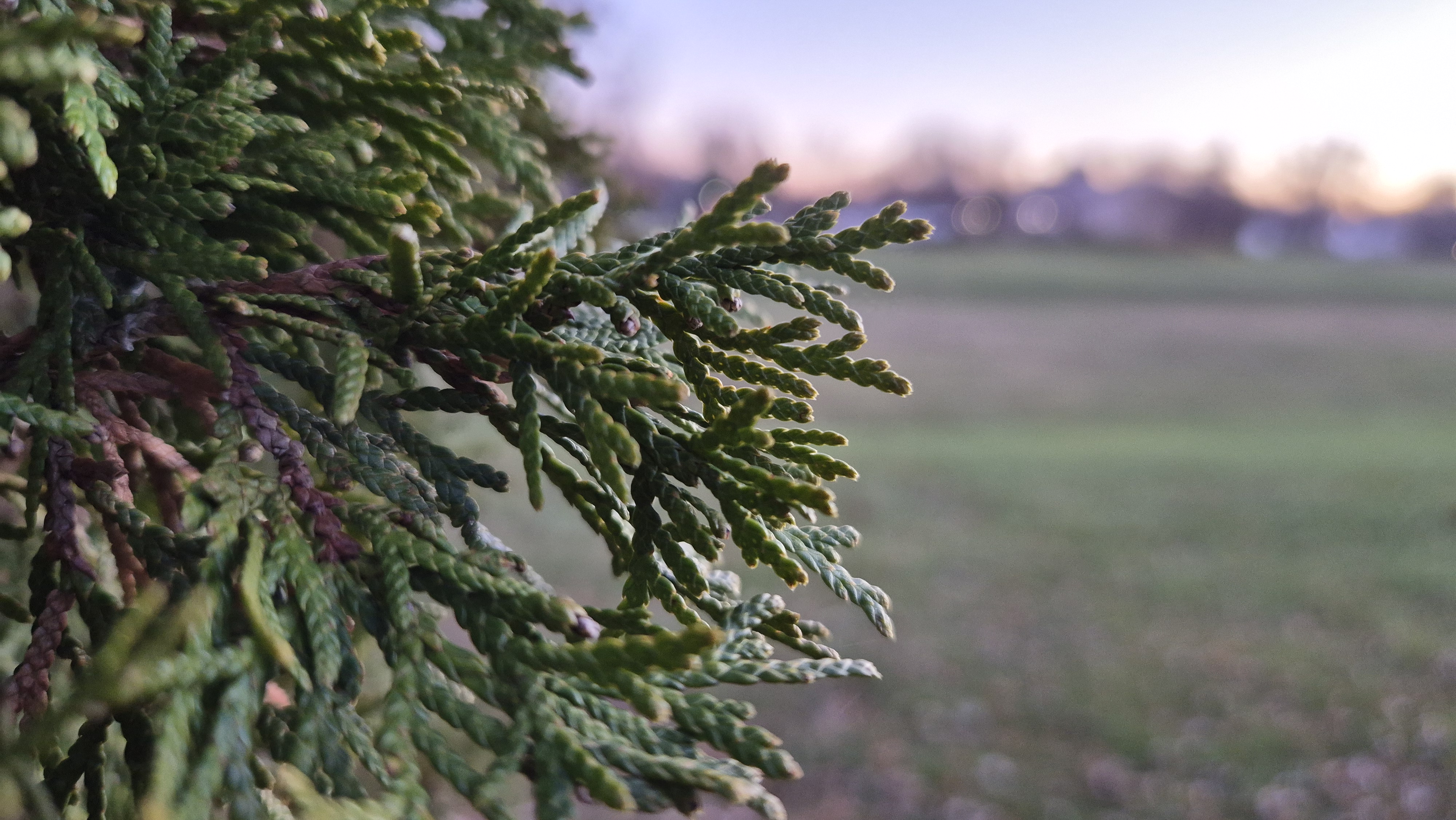 Camera image samples taken with the Samsung Galaxy Z Flip 7 FE