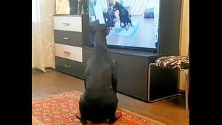 Doberman exercising at home