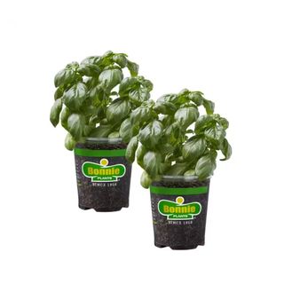 Two basil plants from The Home Depot