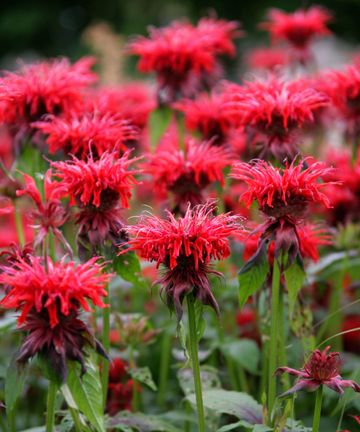 Bee balm care and growing guide: top tips for Monarda | Gardeningetc