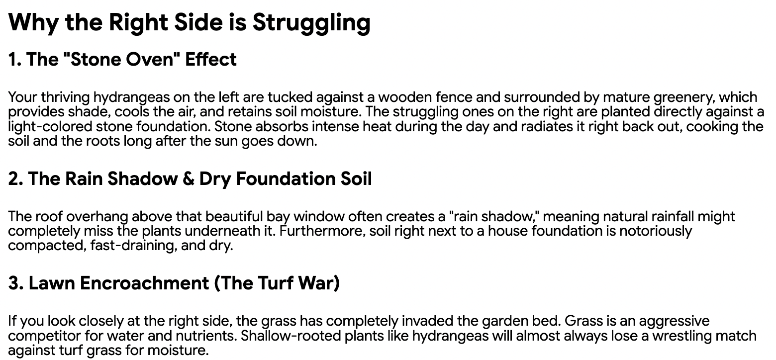A block of text detailing what is going on with my hydrangeas according to Google Gemini