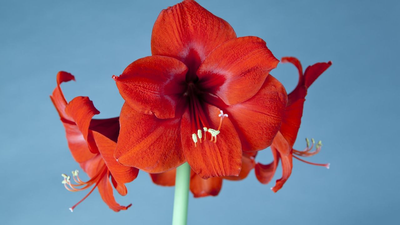 Red amaryllis flowers against a blue background