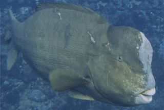 Bumphead parrotfish off Wake Atoll were found to have head-butting bouts on spawning grounds.