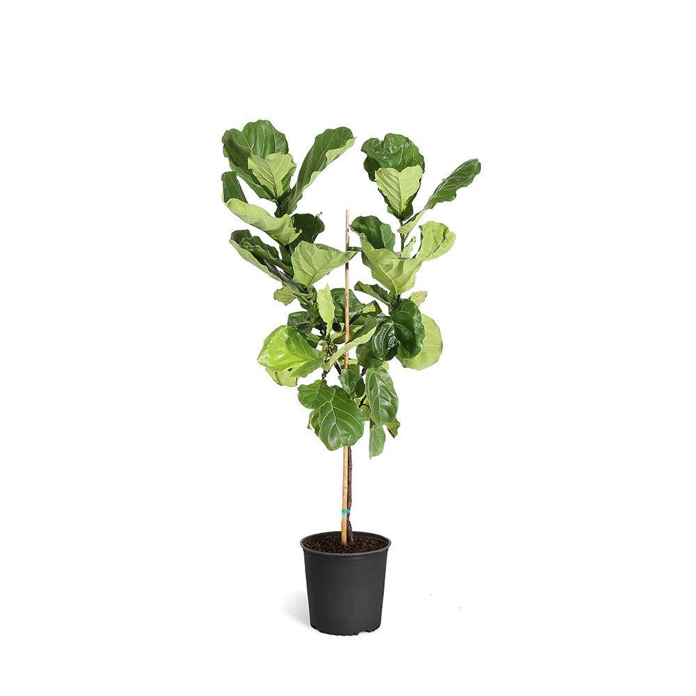 Best Trees to Grow in Pots 10 Types To Try Livingetc