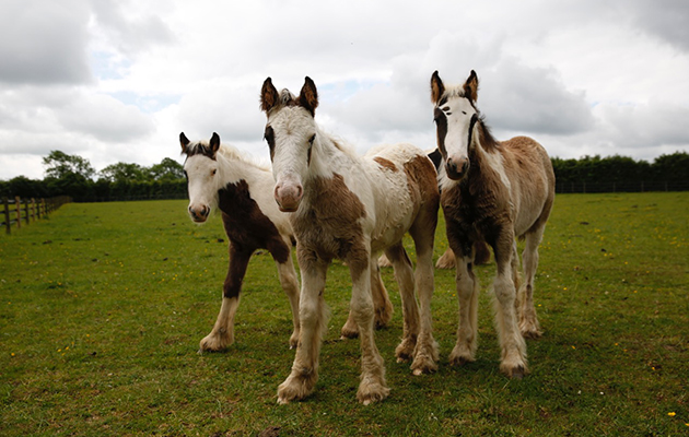 bluecrossfoals2