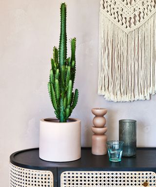 euphorbia trigona cactus plant in a pot on a table