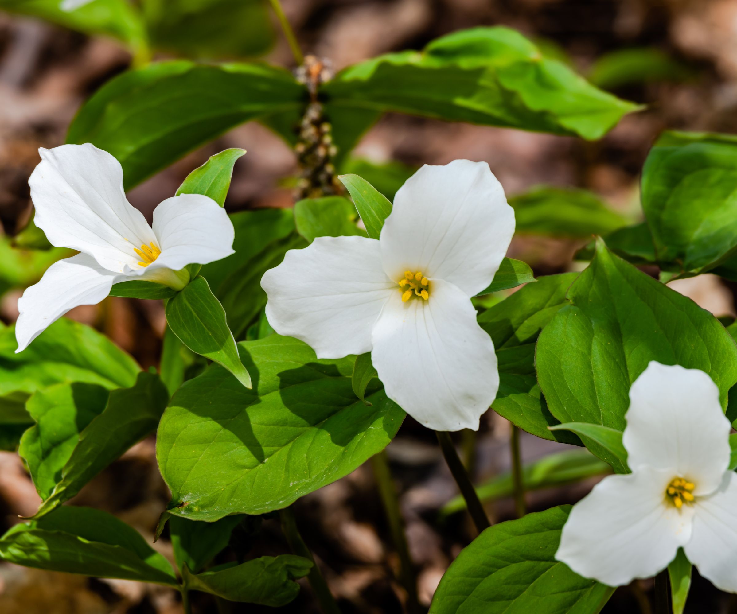 Great white trillium flower in the city park
