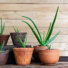 Propagated aloe vera pups in pots