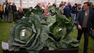 Harrogate Autumn Flower Show