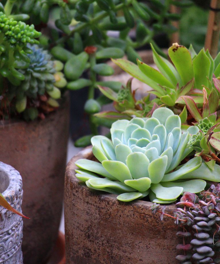 How to revive a succulent in 6 easy steps | Homes & Gardens