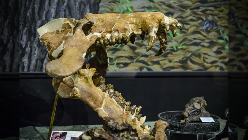 A photo of a large Archaeotherium skull on display at John Day Fossil Beds National Monument in Oregon.