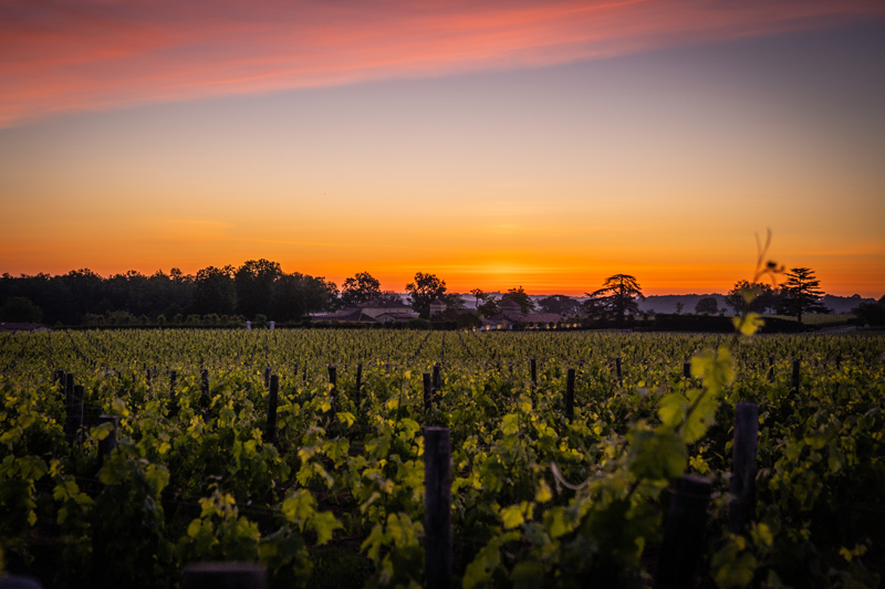 Ch&amp;acirc;teau de Sours sunset