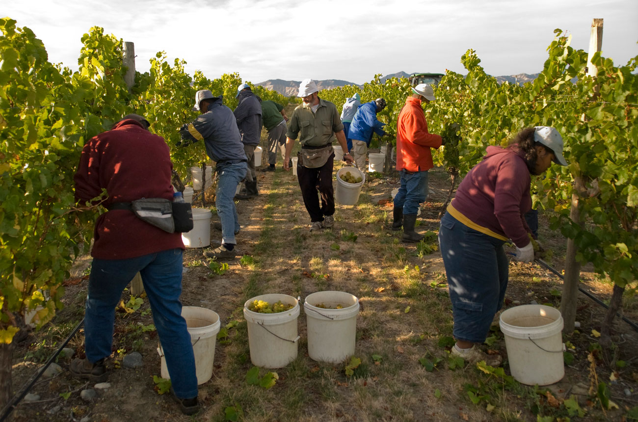 Hand-harvesting Chardonnay at Simmerland Vineyard in Rapaura