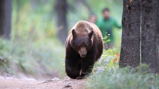 bear bell bear bells for hiking Hiking Accessories Camping animal bells