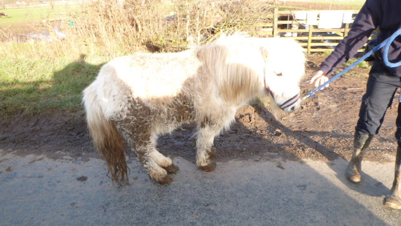 RSPCA case Shetland pony