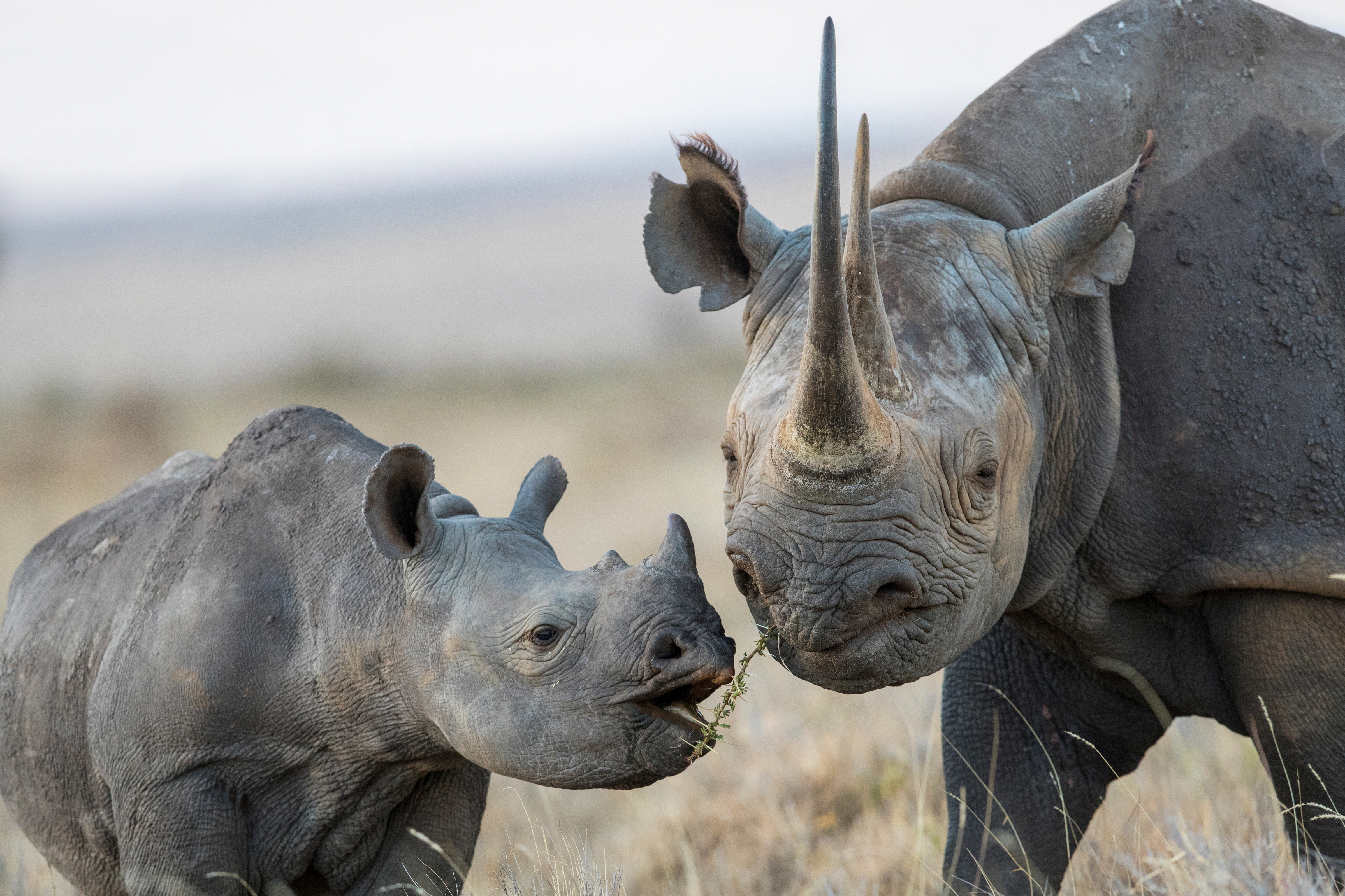 A black rhino mother and calf photographed in Kenya