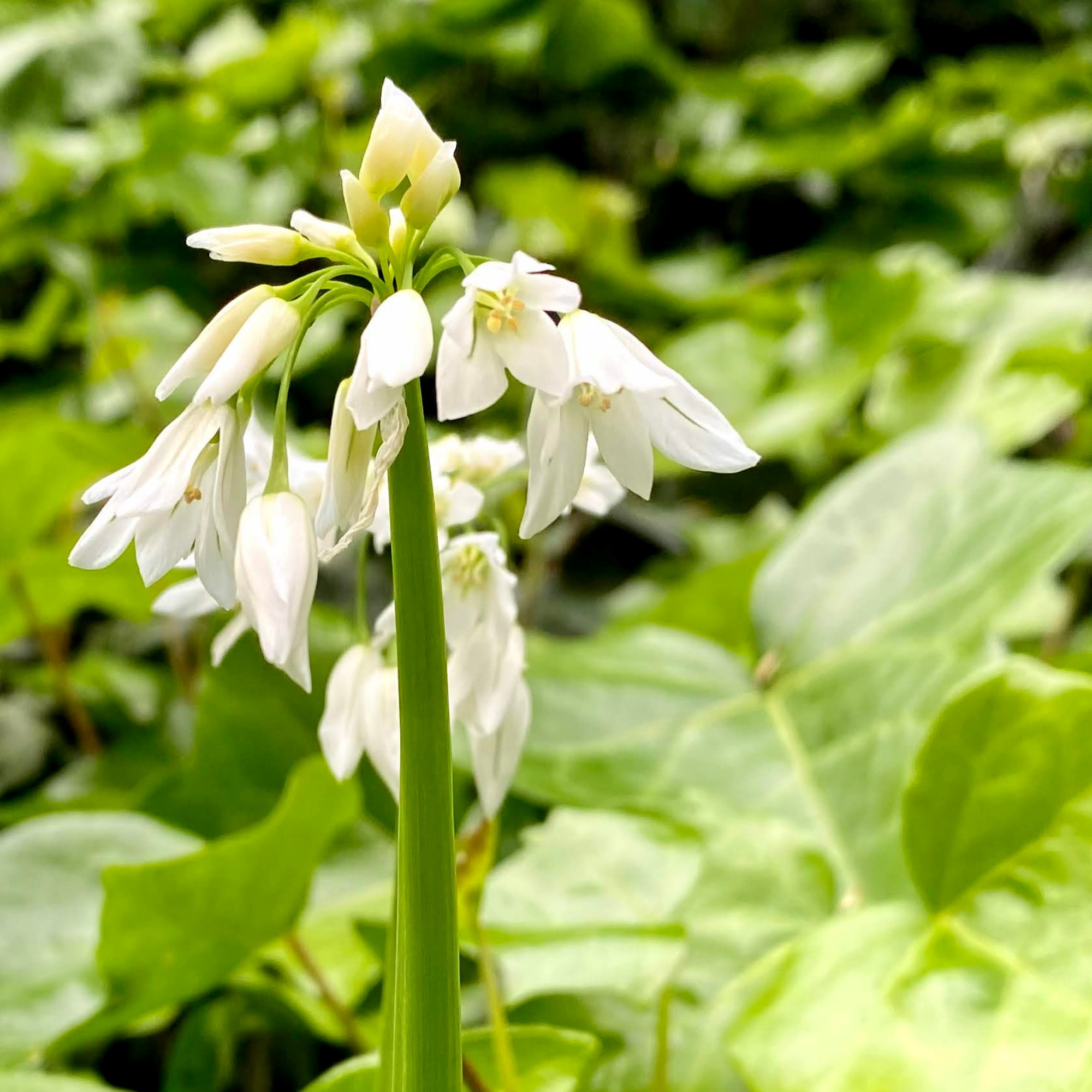 Close-up of three-cornered garlic flowers.