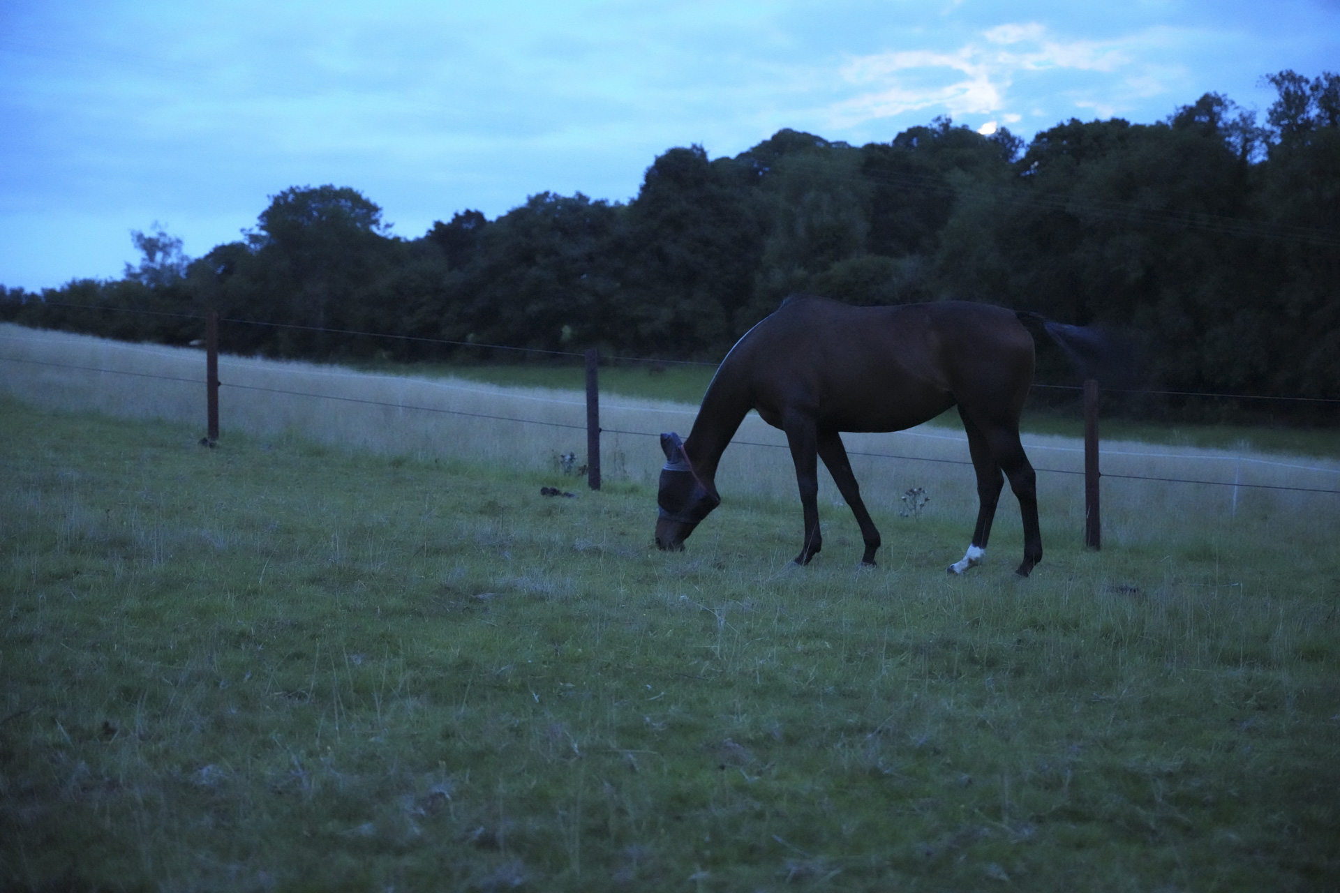 Horses at twilight, taken with the Sony FE 20-70mm F4 lens and A7C R
