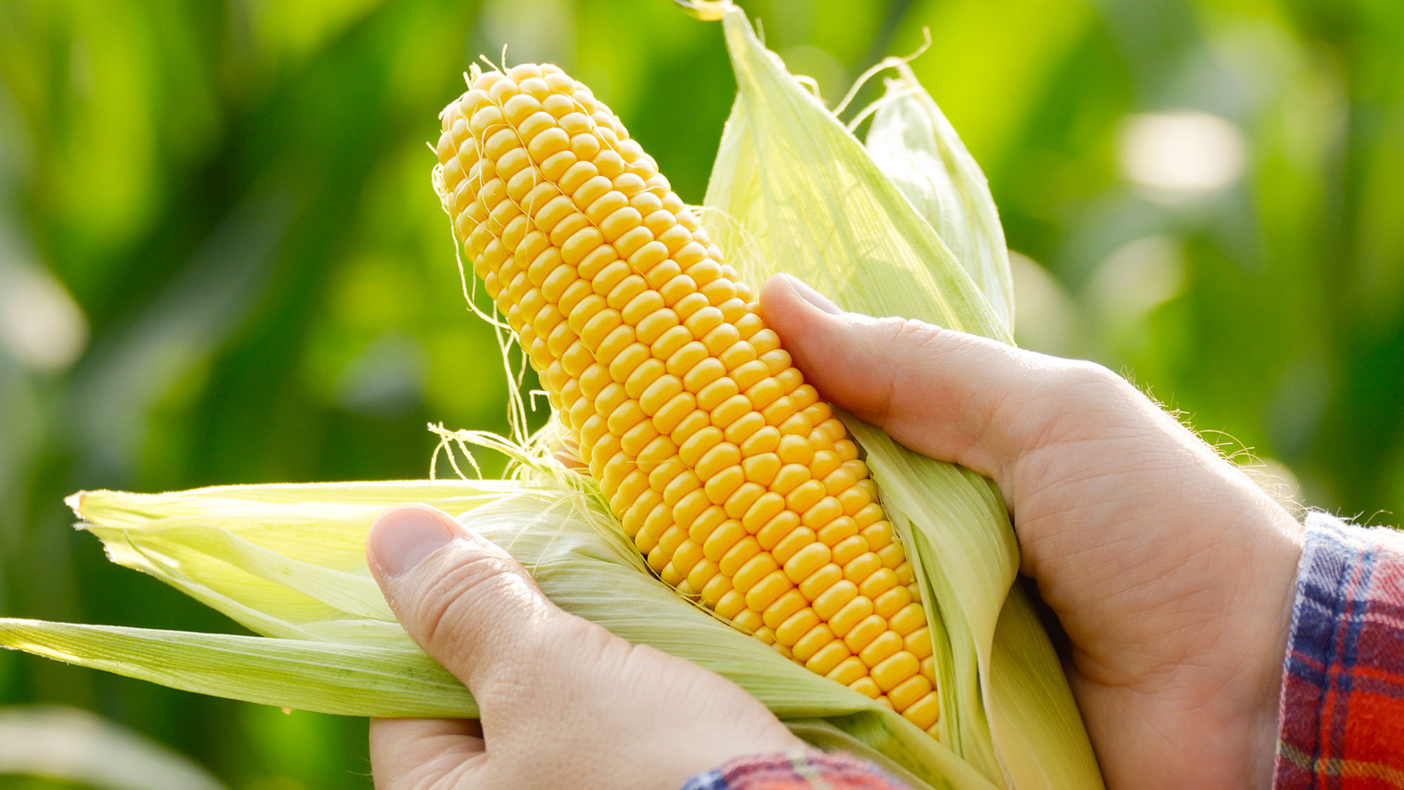 Harvest-ready unwrapped corn cobs in a gardener's hands, close-up