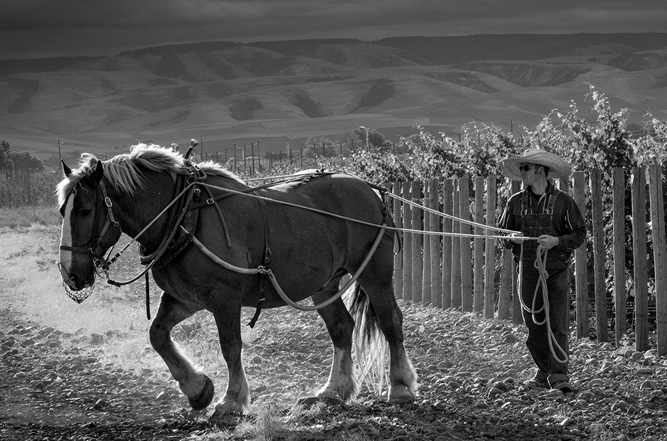 Horsepower Vineyards