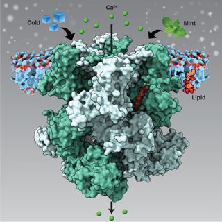 An ion channel in TRPM8 senses both coldness and menthol, transmitting cooling sensations by releasing calcium (green spheres).
