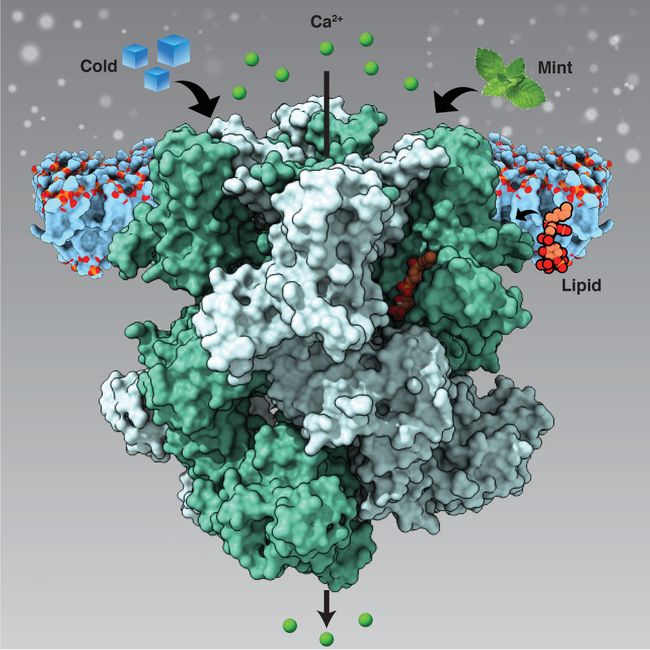 why-does-mint-make-your-mouth-feel-cool-live-science