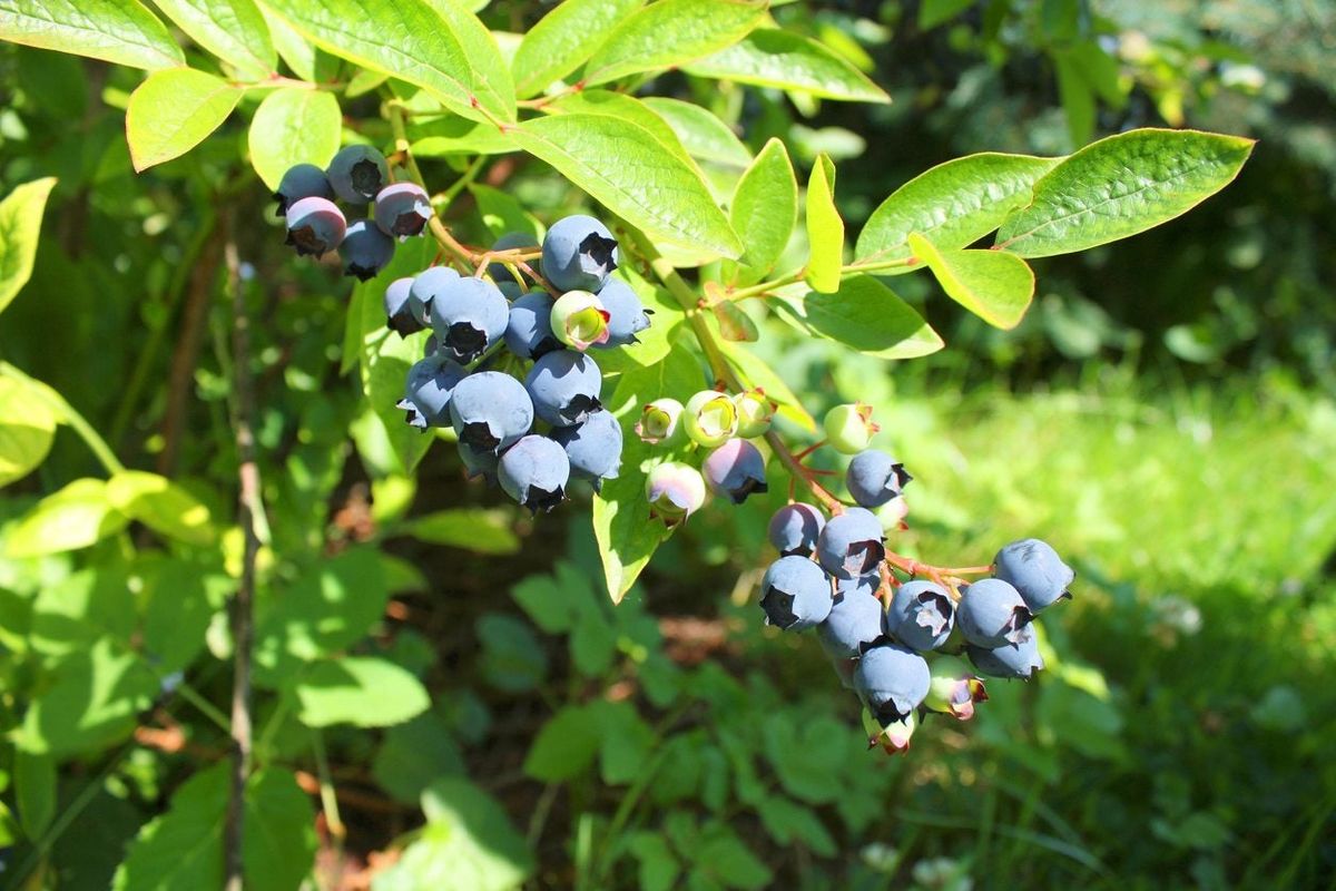 Highbush Blueberry Information Learn About Growing Highbush Blueberries Gardening Know How