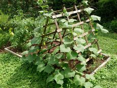 Vines Growing Around A Trellis In A Garden Bed