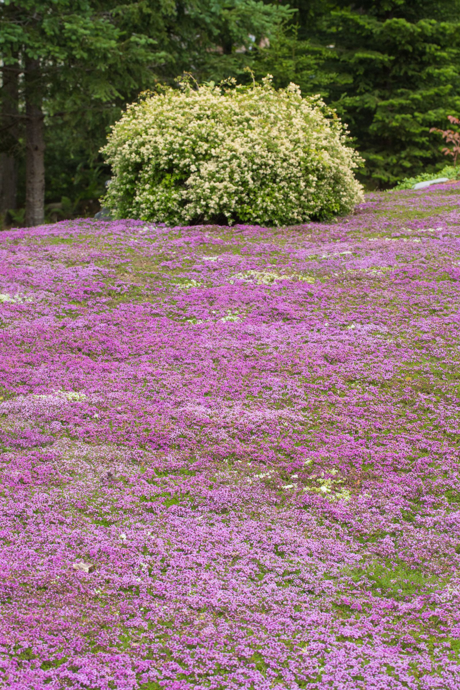 11 Unique Grass Alternatives for a Low-Maintenance Lawn | Livingetc