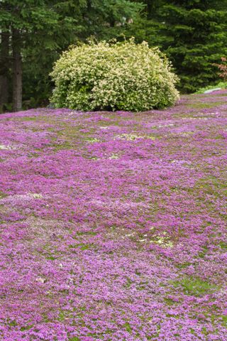 A lawn covered with red creeping thyme