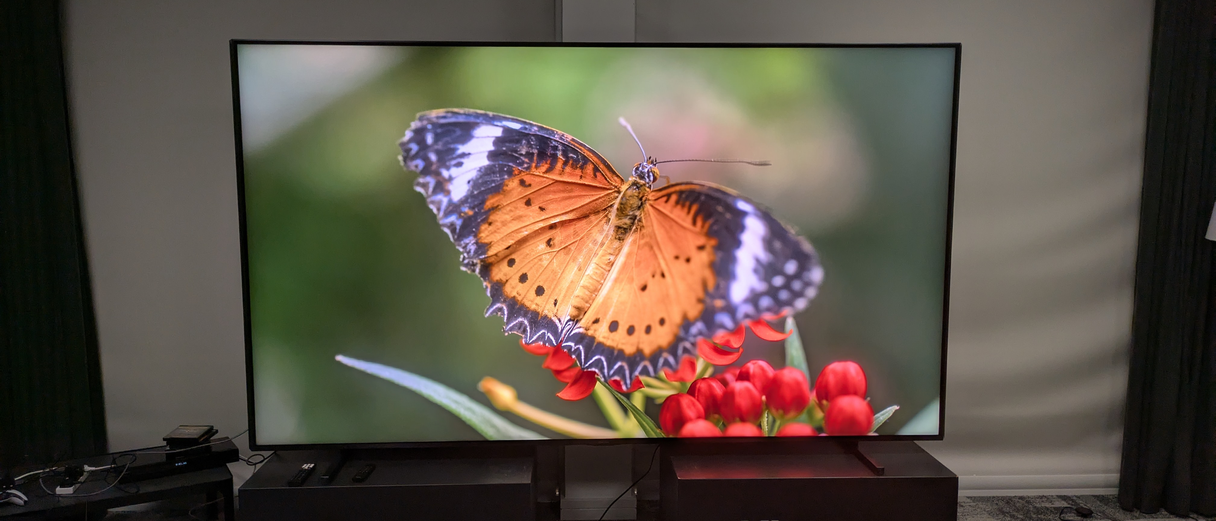 Hisense 116UX hero image with orange butterfly on screen 