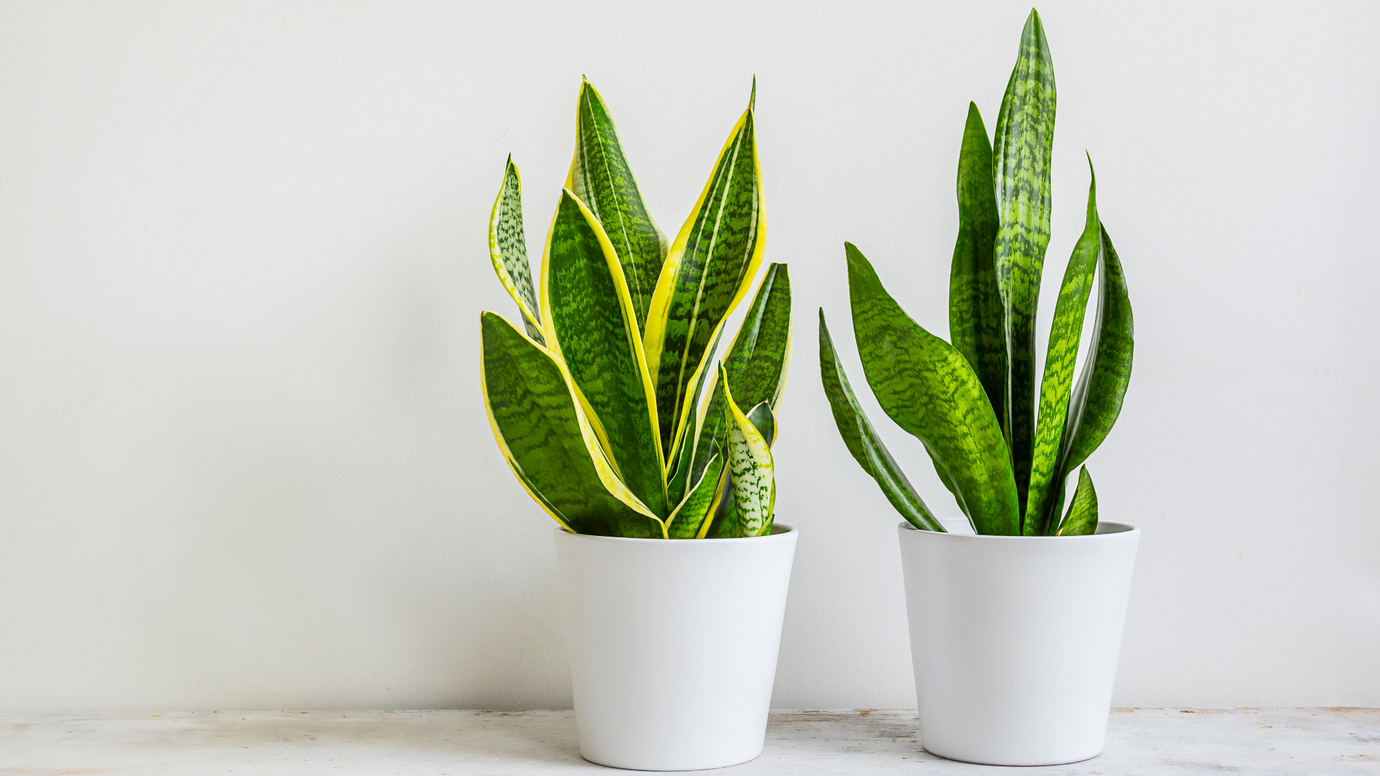 two snake plants against white background 