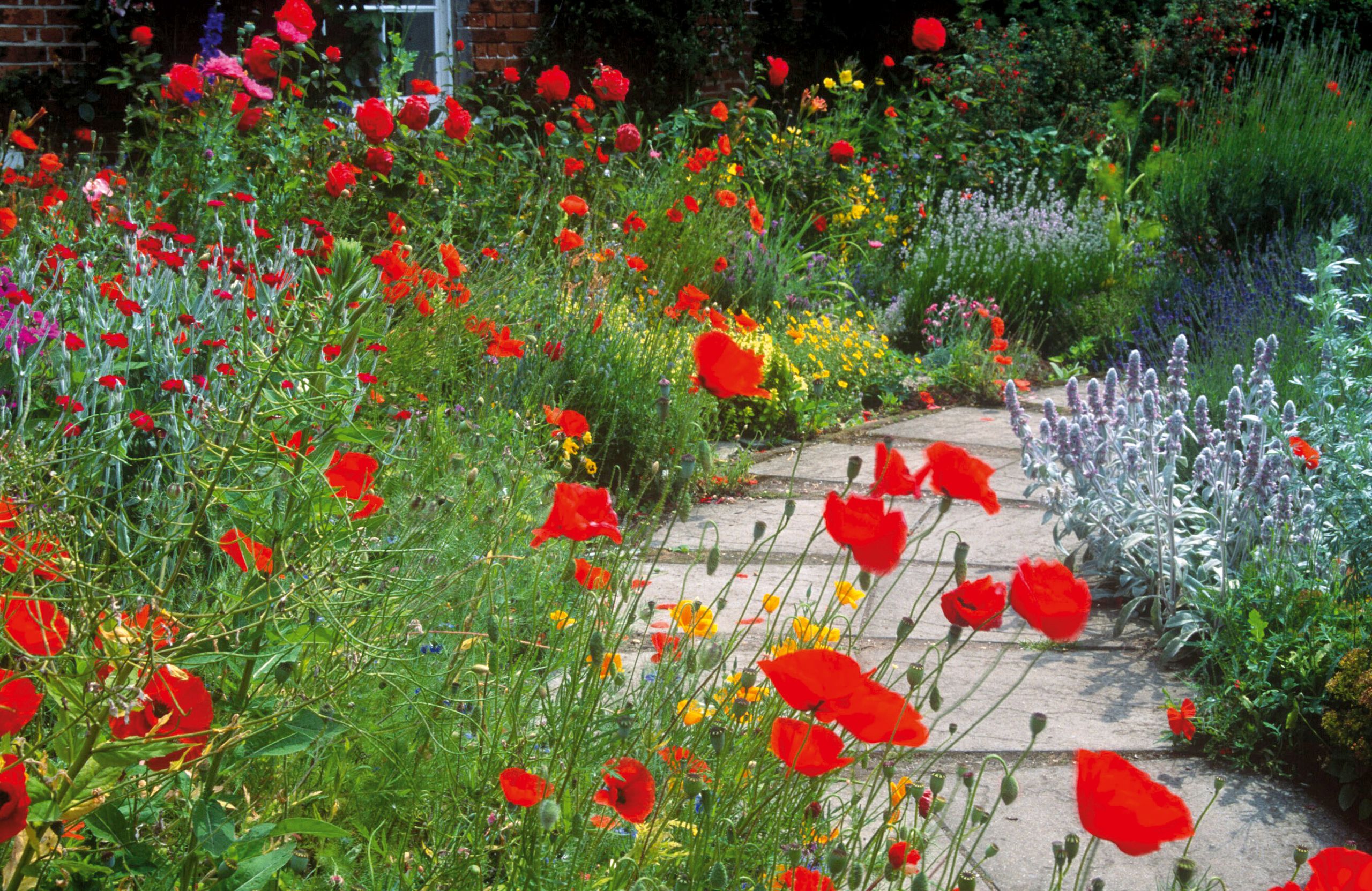 How to grow poppies top tips on growing and caring for these stunning