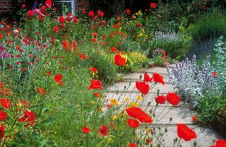 how to grow poppies: poppies in summer border