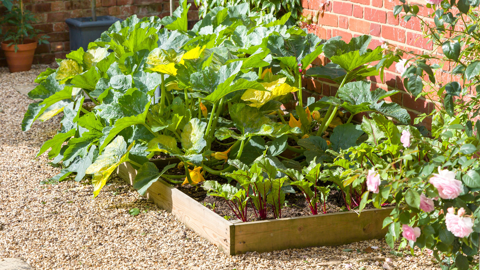 raised bed of vegetables with gravel path