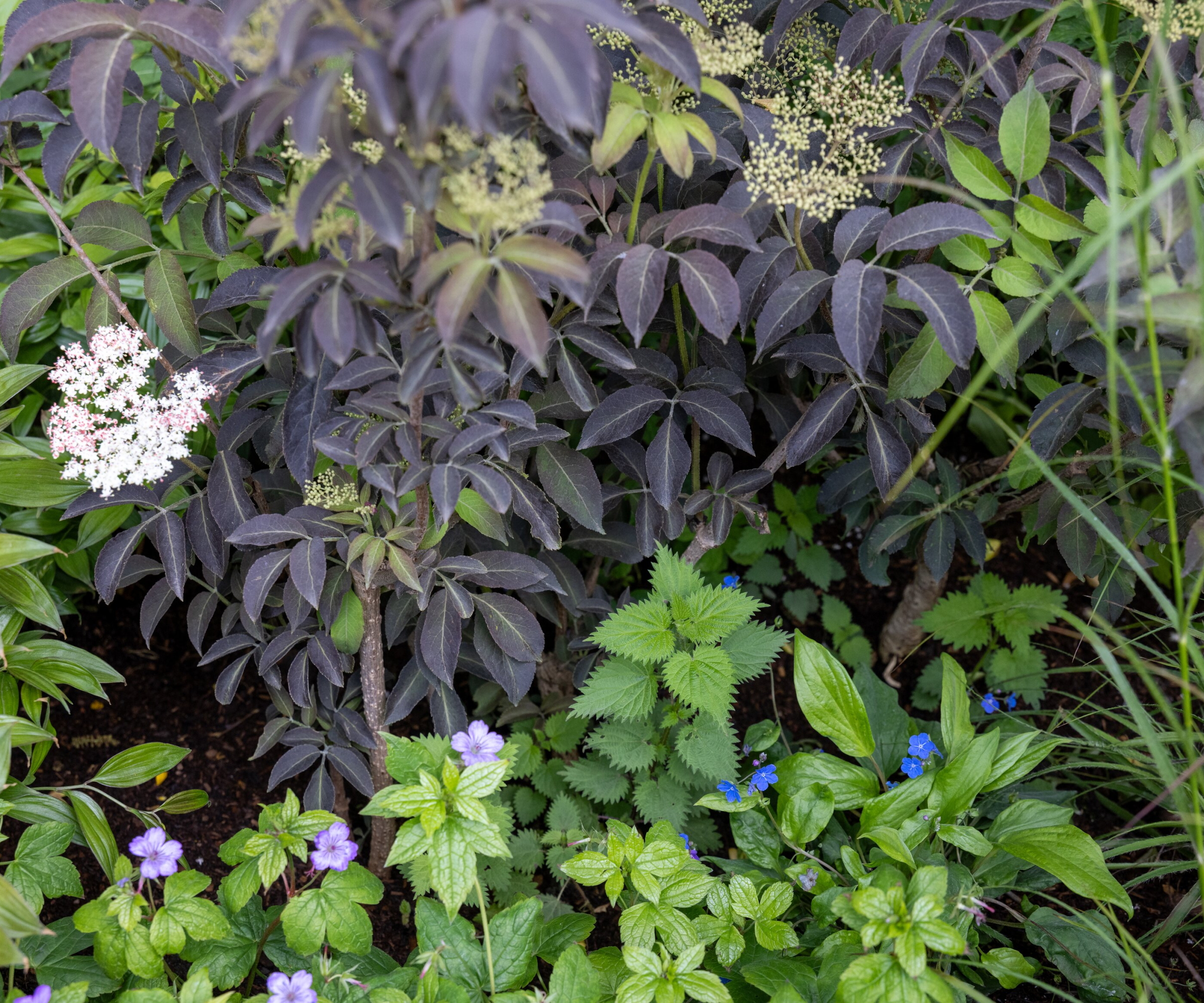 A nettle on The Campaign to Protect Rural England Garden: &amp;lsquo;On the Edge&amp;rsquo; at the Chelsea Flower Show 2026