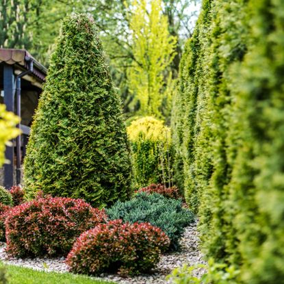 evergreen trees in back garden border