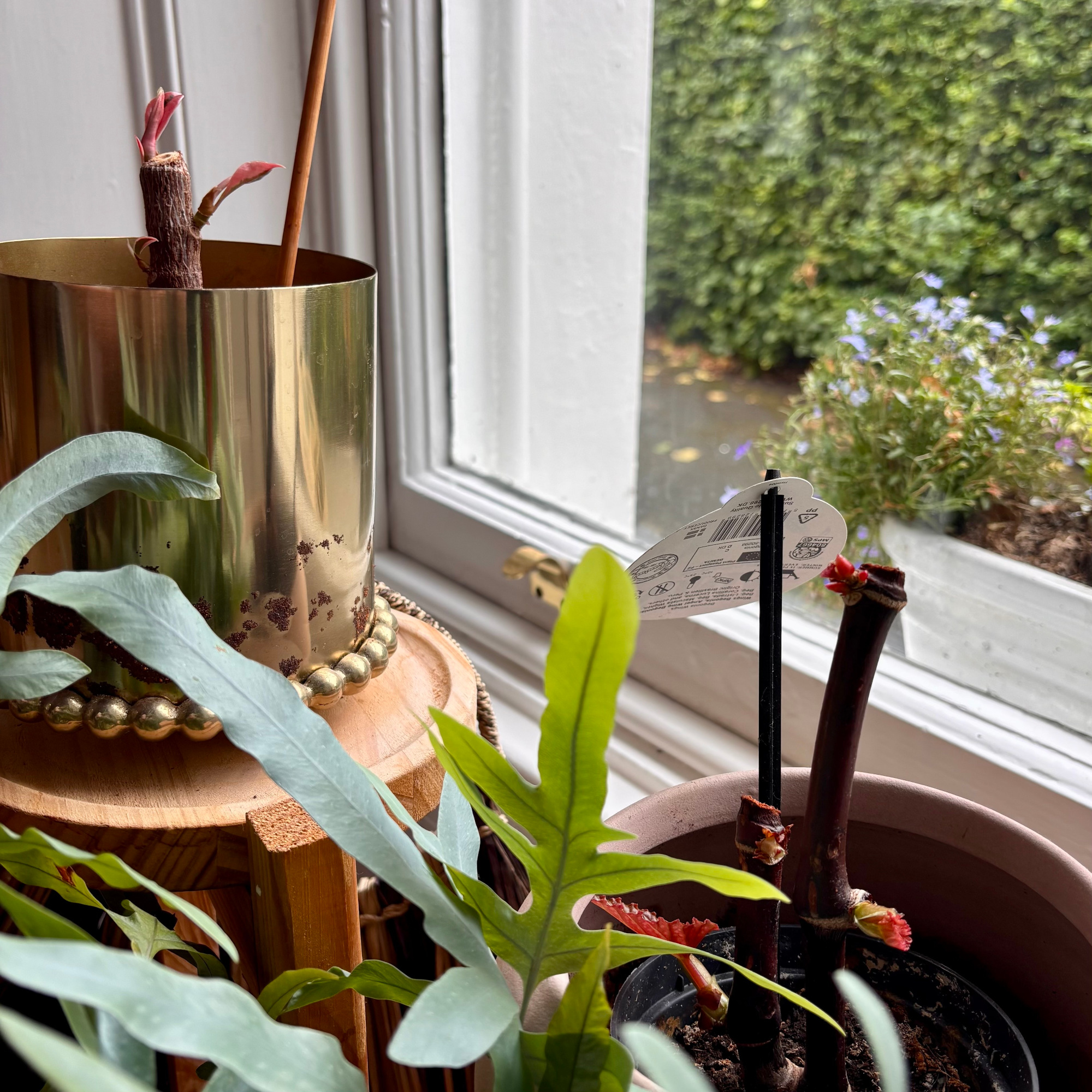 pruned houseplants in a window