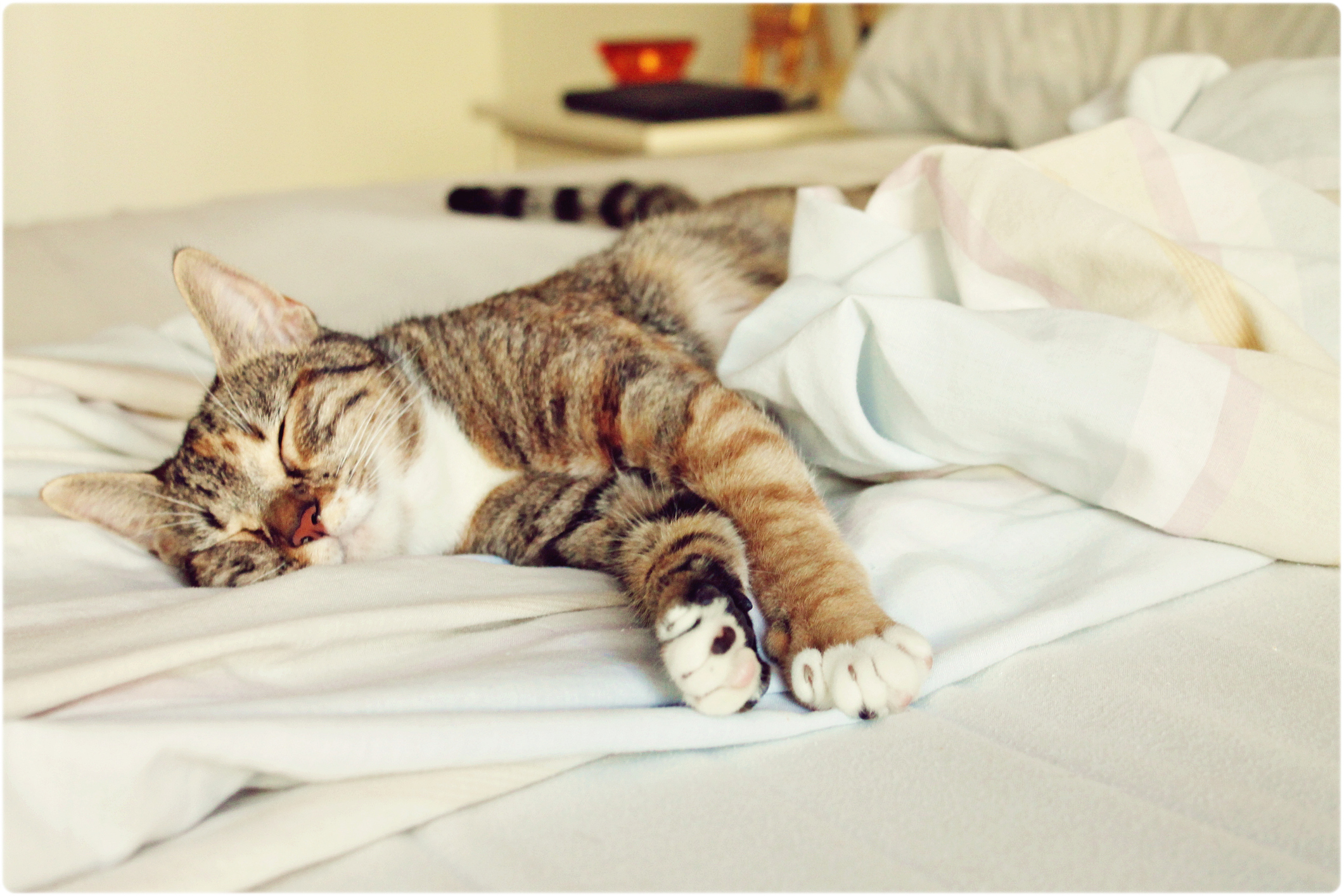 mattress care: cat on white bedding