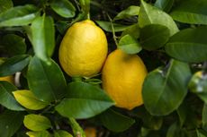 Meyer's lemon — not as lemony as it seems.