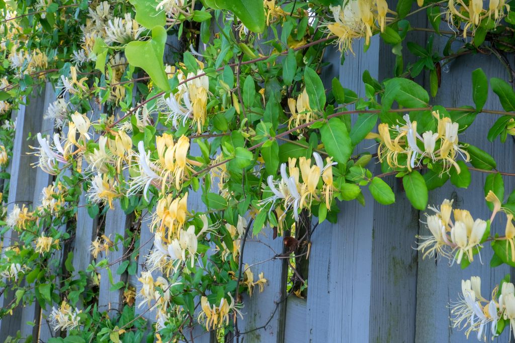 Honeysuckle growing tips expert advice for this climber Gardeningetc