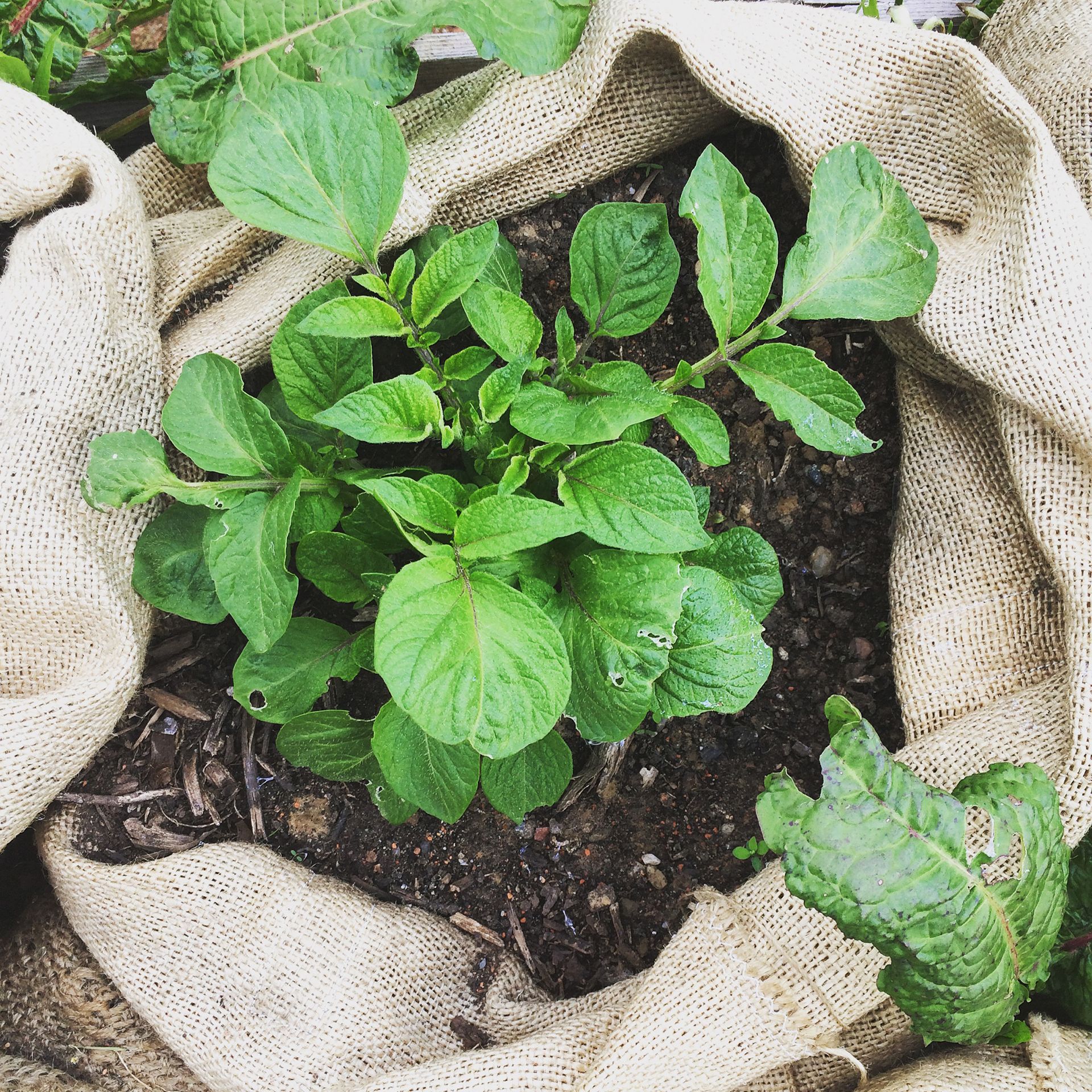 How to grow potatoes in a bag everything you need to know Homes
