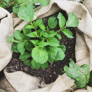 potatoes growing in a bag