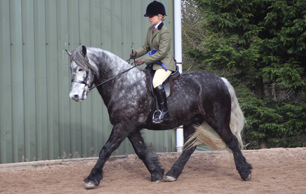 BSPS Heritage reserve champion and winner Fells/Dales &amp;amp; Highland Dunedin Maurice (955), rider Elizabeth Etchells