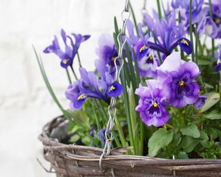 winter flowering basket with pansies and irises