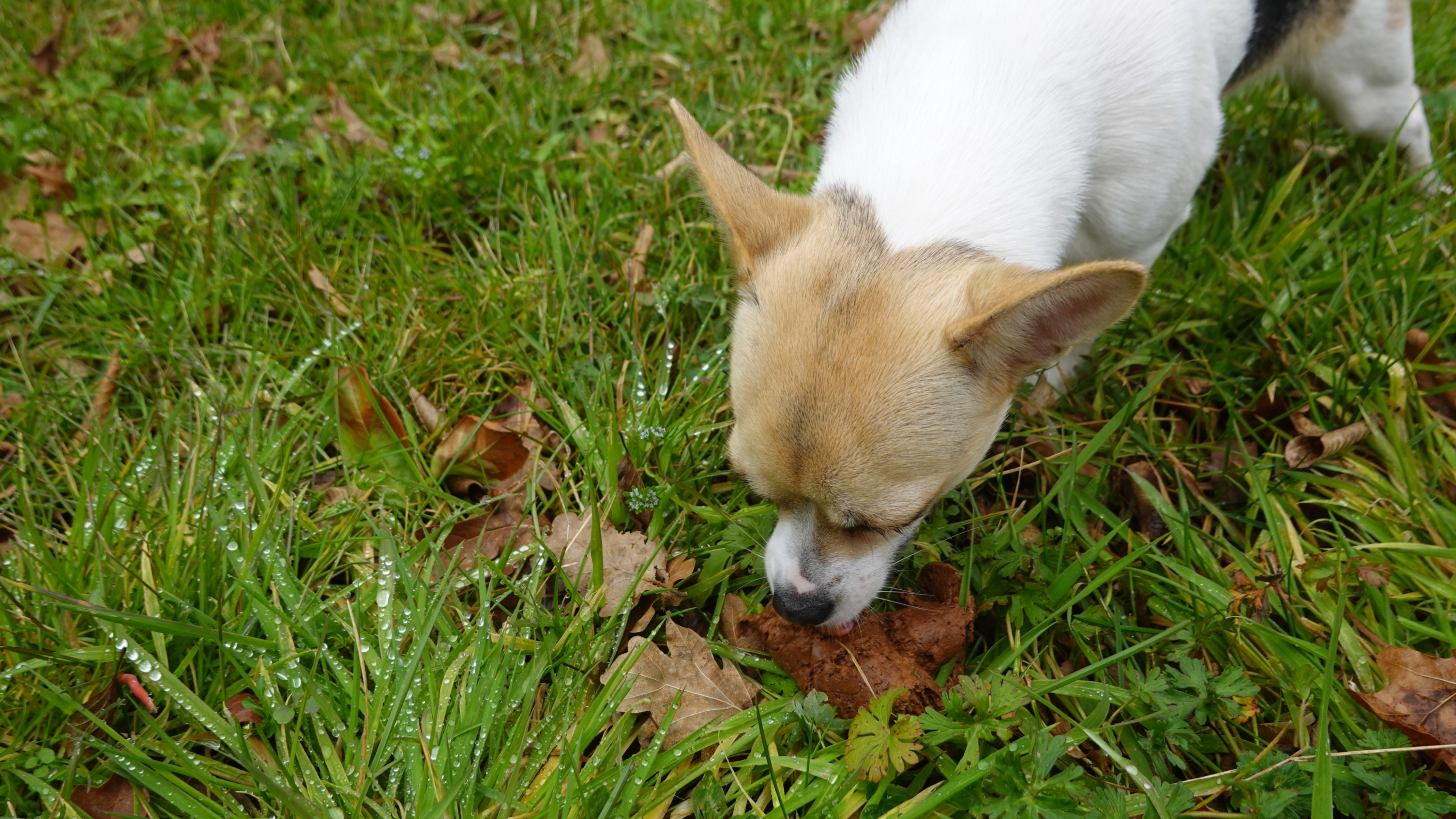 Dog eating poop